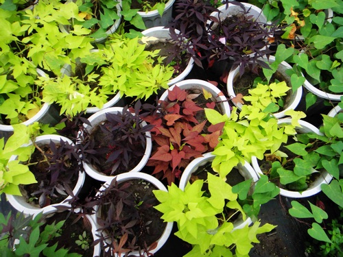 薯类科技文化周现场、浙江农林大学研发的观赏用甘薯品种。