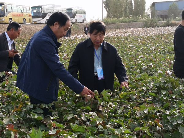 无膜棉综合技术研究与示范取得重大进展